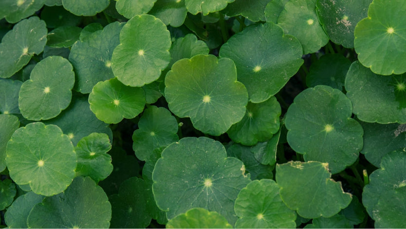 Cica skin benefits