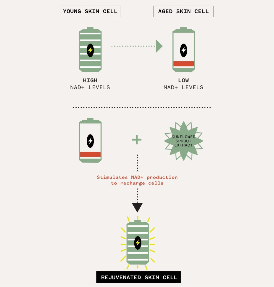How NAD+ works